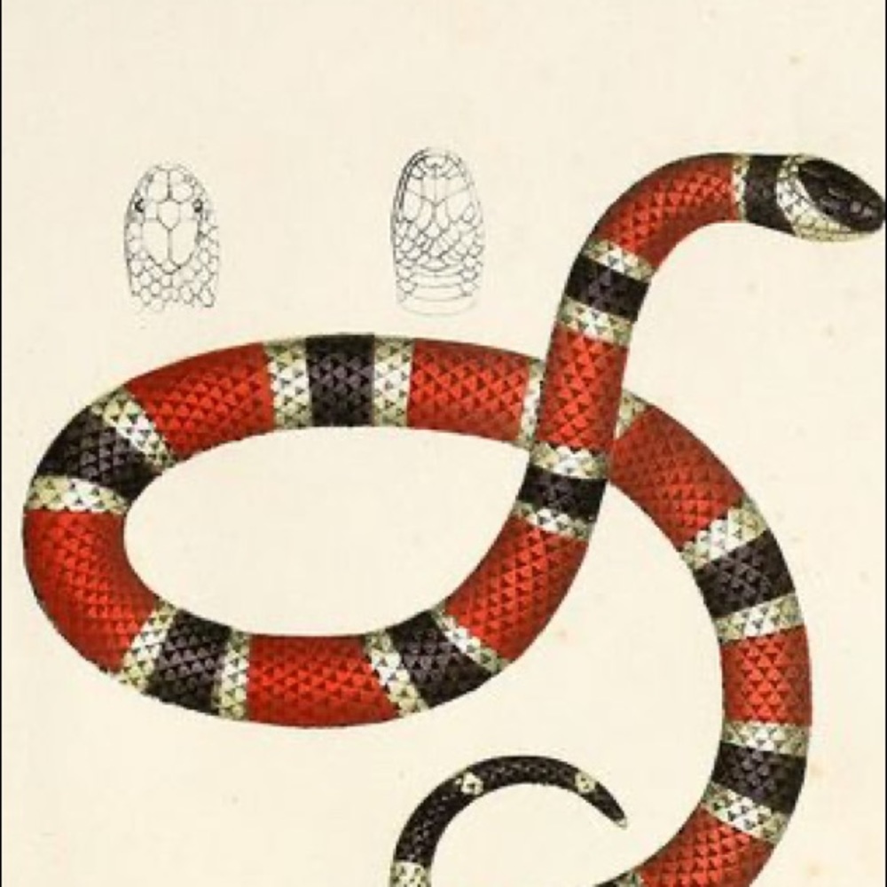 Meet your Posher, Sophia